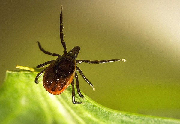 Avec la bonne approche, il est possible de se protéger de manière fiable des piqûres de tiques lorsque vous sortez dans la nature.