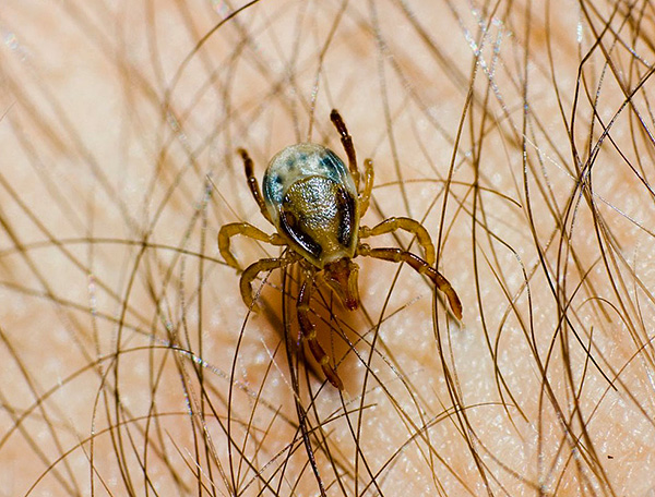 Ixodes holocyklus