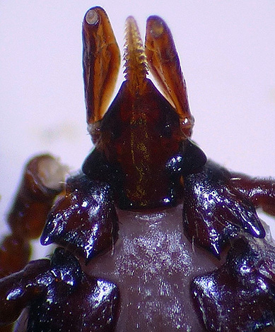 Fotografia jasne ukazuje zúbkovaný proboscis parazita.
