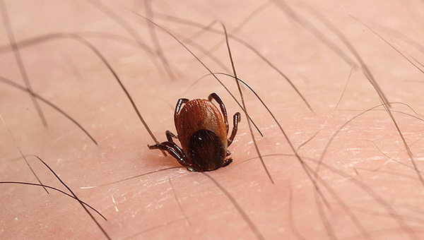 K infekcii môže dôjsť aj vtedy, ak bol kliešť práve prisatý a potom ihneď odstránený.