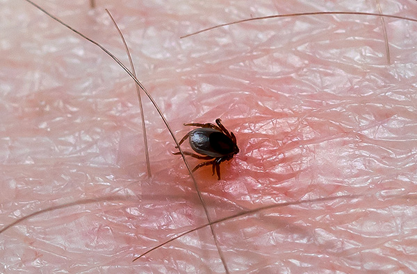 Pelo aparecimento de um carrapato sugado, é impossível determinar se ele está infectado com uma infecção ou não.