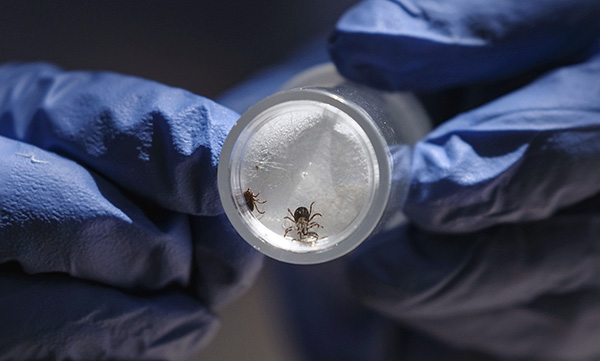 Se um carrapato tiver picado em uma região com alta incidência de encefalite e borreliose transmitida por carrapato, o parasita deve ser submetido à análise.