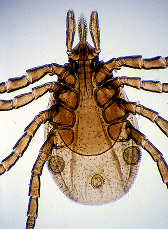 Borrelia habita principalmente o trato digestivo do carrapato.