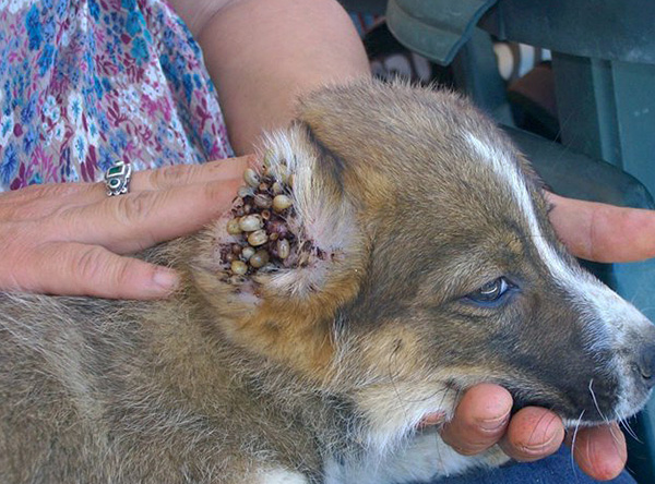 L'oreille est l'endroit préféré pour sucer les tiques chez les chiens.