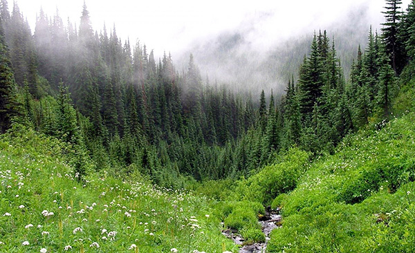 En Russie, les tiques vivent dans tous les types de forêts - conifères, feuillus et mixtes.