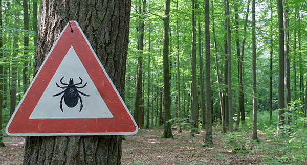 Aujourd'hui, le traitement des forêts à partir de tiques n'est pas effectué.