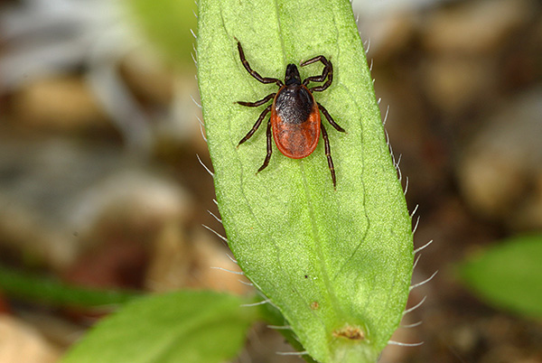Ixodes ricin