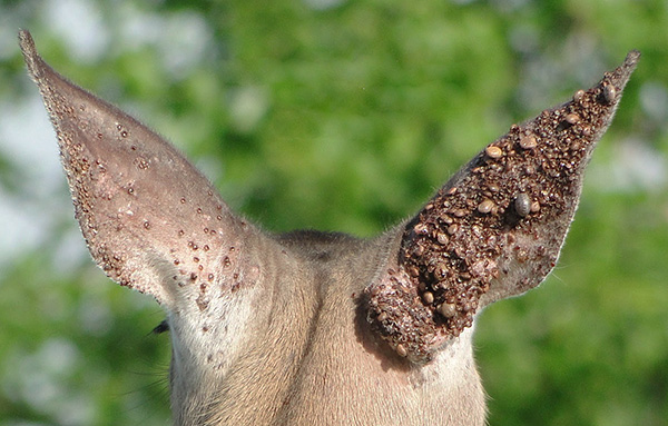 Beaucoup d'acariens suceurs de sang sur l'oreille d'un animal