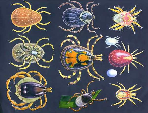 Considérez les caractéristiques générales du détachement d'acariens parasitiformes ...