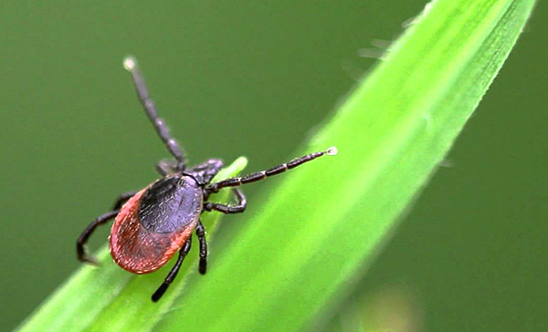 Tique du chien Ixodes ricinus