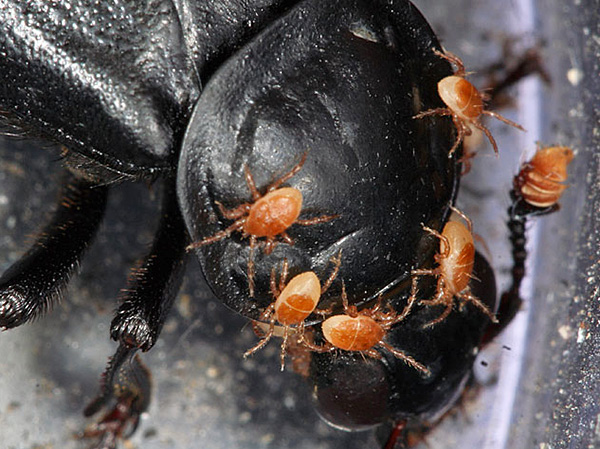 Acarien du cadavre Poecilochirus necrophori