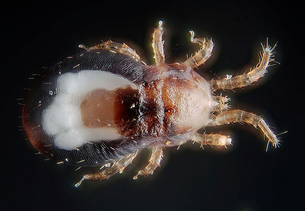 Un autre exemple d'acarien parasitiforme est l'acarien du poulet (Dermanyssus gallinae)