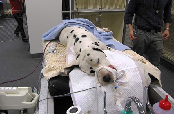 Chien en traitement dans une clinique vétérinaire.