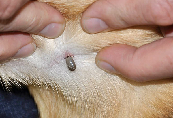 La photographie montre une femelle tique ixodide accrochée à un chien et buvant déjà du sang.