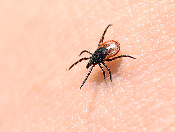 Ixodid tick on the skin in search of a convenient place for suction.