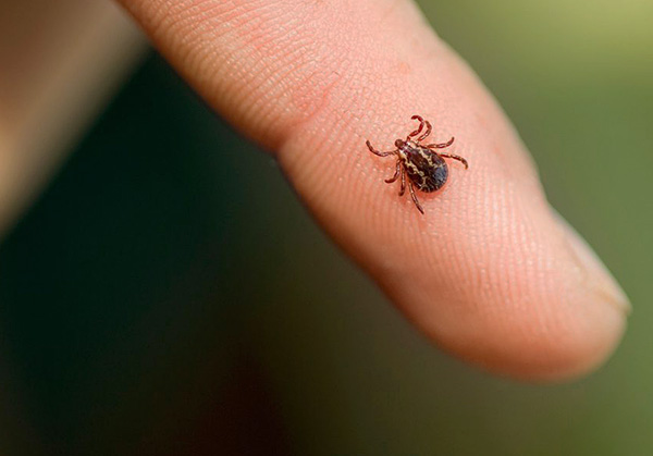 Among the variety of remedies for ticks, there are repellent drugs and repellent-acaricidal.