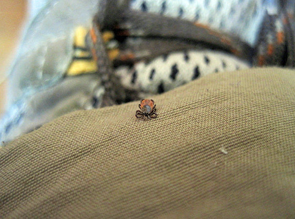 To reliably prevent tick bites, it is important to combine different methods of protection ...