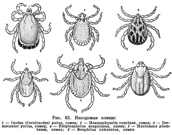 Membres de la famille des tiques ixodides