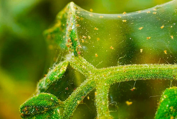 Descobrimos o quão perigoso é o ácaro para as plantas de interior e como se livrar dele ...