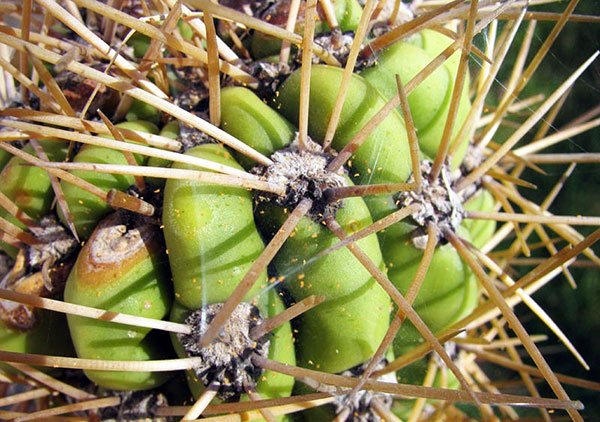 Ácaro da aranha no cacto