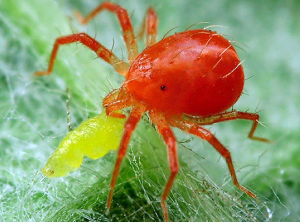 Phytoseiulus - ácaro predador