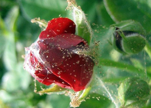 Com uma forte derrota da planta com um ácaro, é necessário remover todos os botões, ovários e frutos