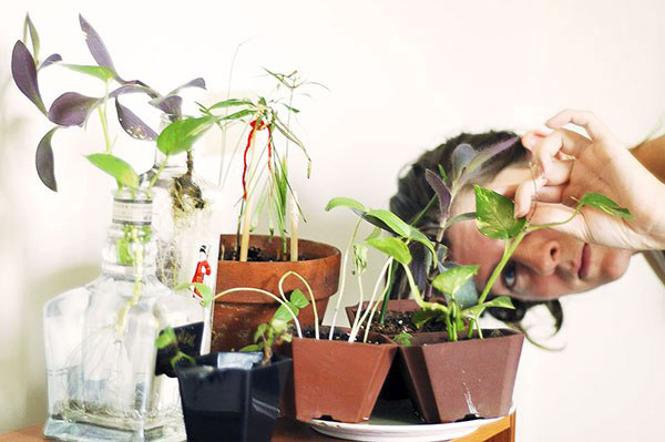 Inspeção da planta após a compra para parasitas 