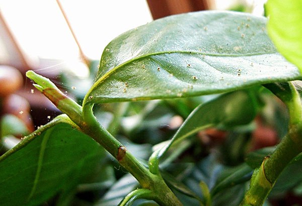 Ácaro da aranha em Dieffenbachia
