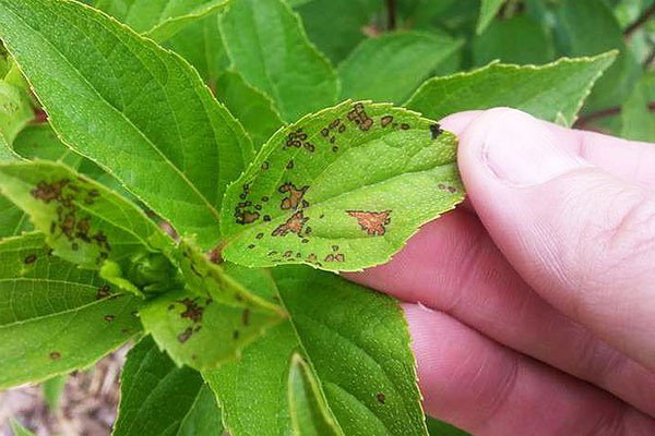 Manchas marrons nas folhas de plantas de interior como sinal da presença de ácaros