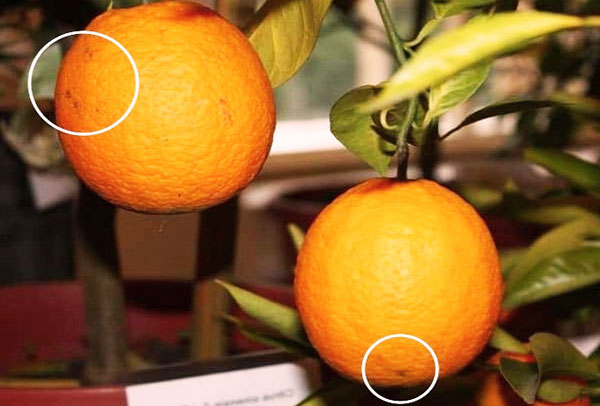 Marcar pontos em uma laranja
