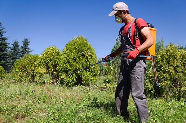 Scopriamo come trattare efficacemente l'area dalle zecche.