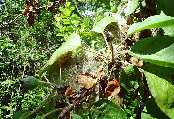O estágio terminal da infecção de uma macieira com um ácaro