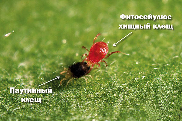 Phytoseiulus comendo um ácaro