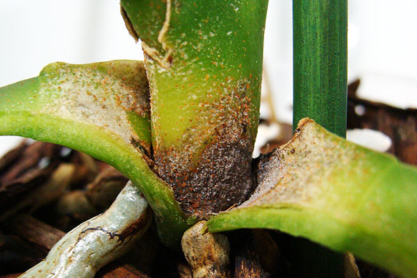 Orquídea infestada de ácaros