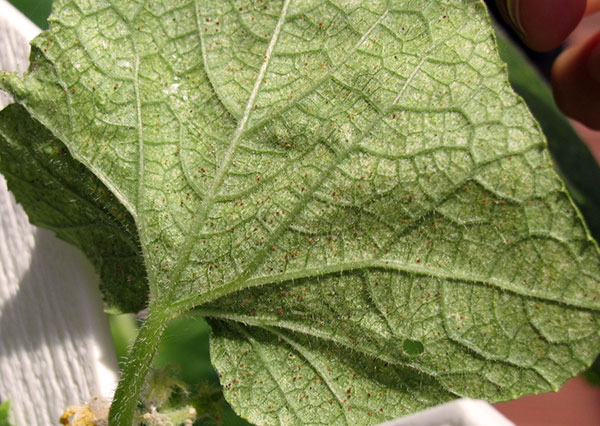 Folha de pepino em estágio inicial de infestação de ácaros