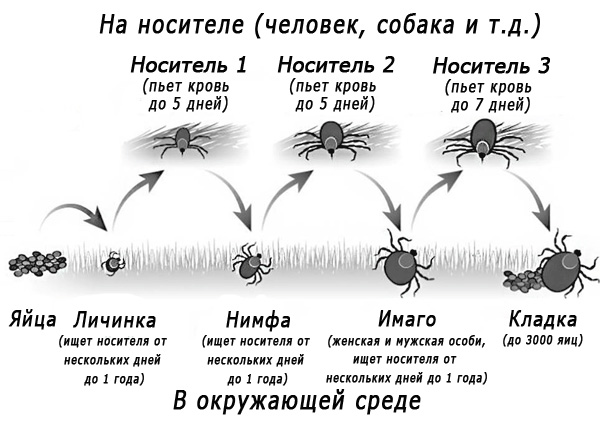 Cycle de vie d'une tique