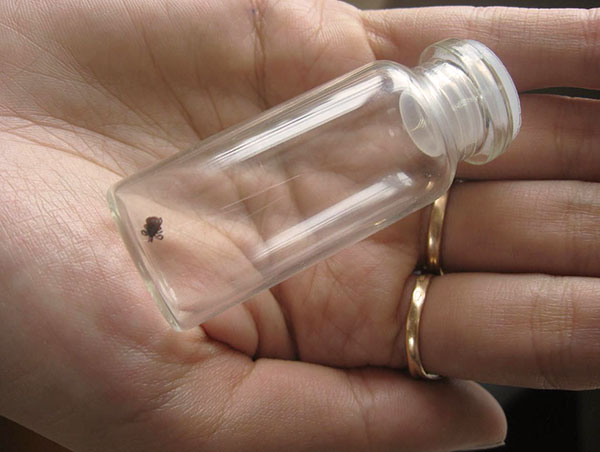 The tick is placed in a jar for further examination.