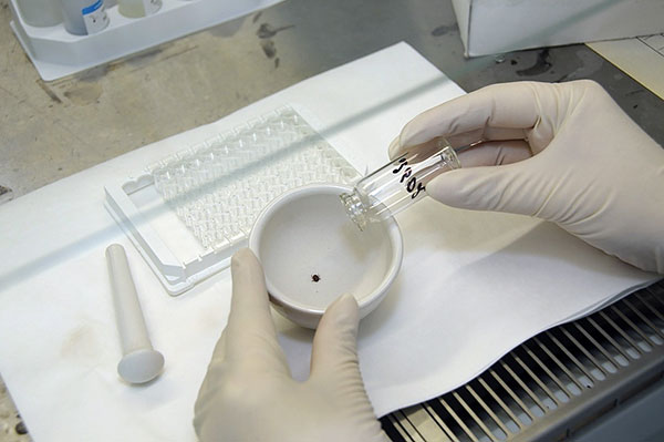 Tick ​​research in the laboratory