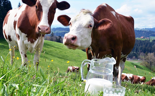 Infection with tick-borne encephalitis through the milk of goats and cows