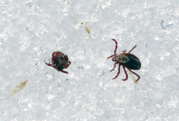 Mort d'une tique lors d'un gel intense
