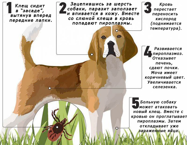 Une tique peut infecter un animal de compagnie avec la piroplasmose