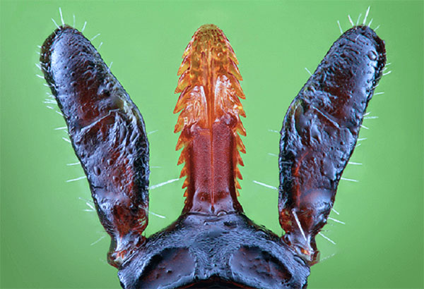 acarien proboscis