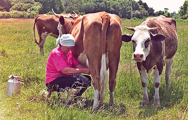 Infection par encéphalite par le lait