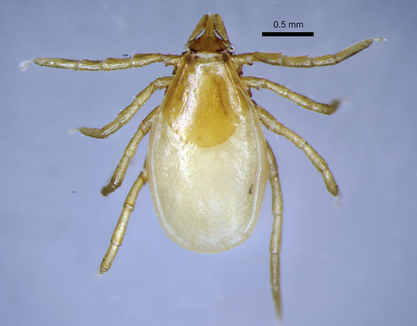 Ixodes trianguliceps ตัวเมีย เห็บ 