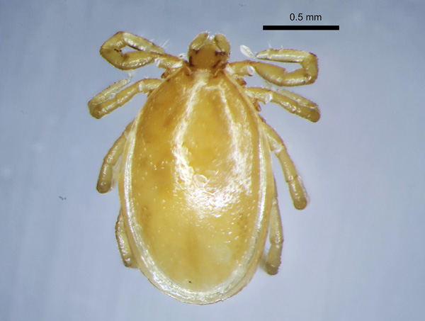 เห็บตัวผู้ของสายพันธุ์ Ixodes trianguliceps 
