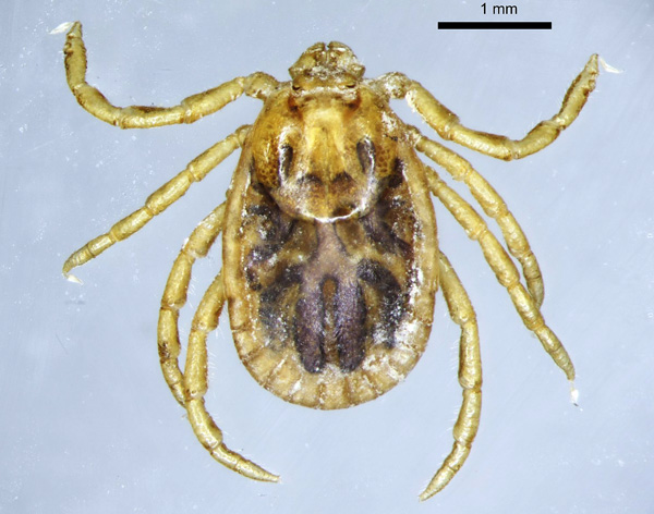 เห็บตัวเมีย (Haemaphysalis concinna species)
