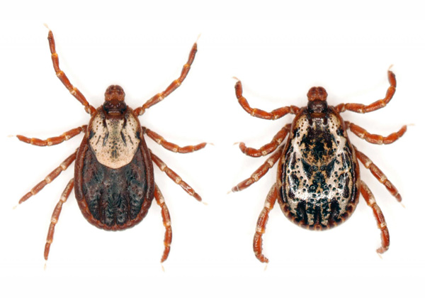เห็บตัวเต็มวัย (สายพันธุ์ Dermatocentor marginatus)