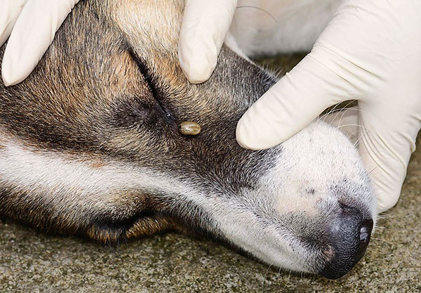 Transmissão de encefalite transmitida por carrapatos através de um cão