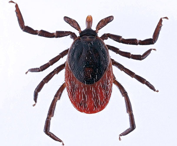 Ixodes ricinus (ผู้ใหญ่เพศหญิง)