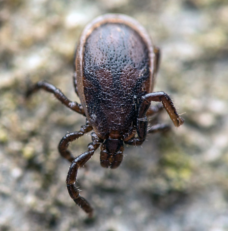เห็บสุนัข (Ixodes ricinus) ตัวผู้โตเต็มวัย